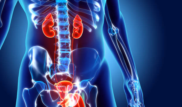 urinary-tractbg.jpg